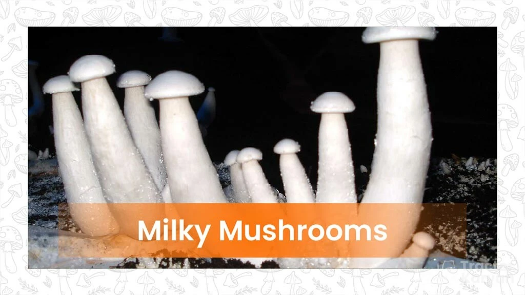 Types of Mushroom- Milky mushroom