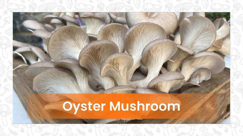 Types of Mushroom- Oyster mushroom