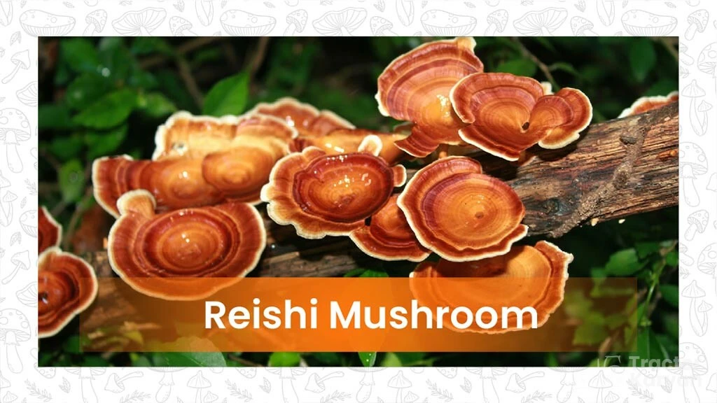 Types of Mushroom- Reishi mushroom