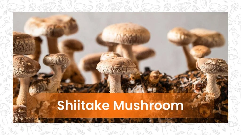 Types of Mushroom- Shiitake mushroom