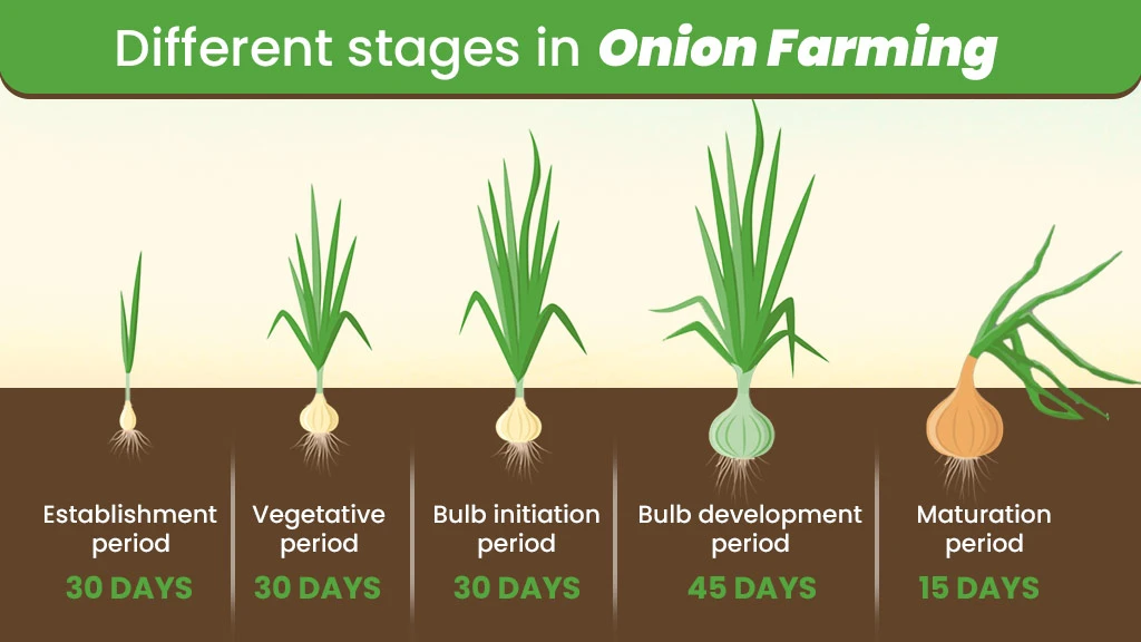 Different Stages in Onion Farming