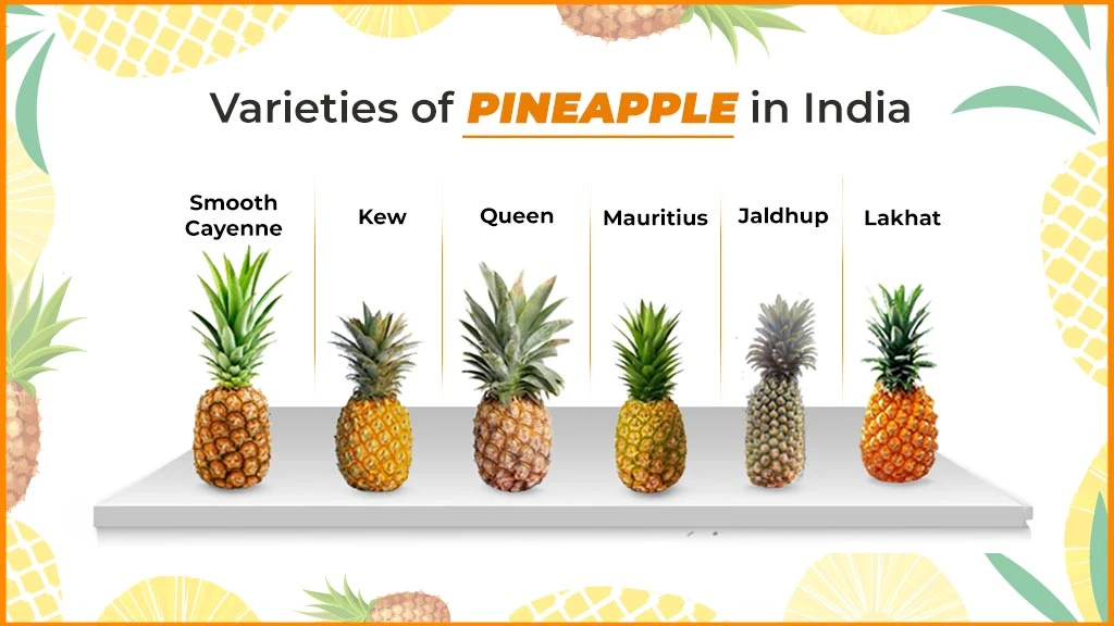 Varieties of Pineapple in India