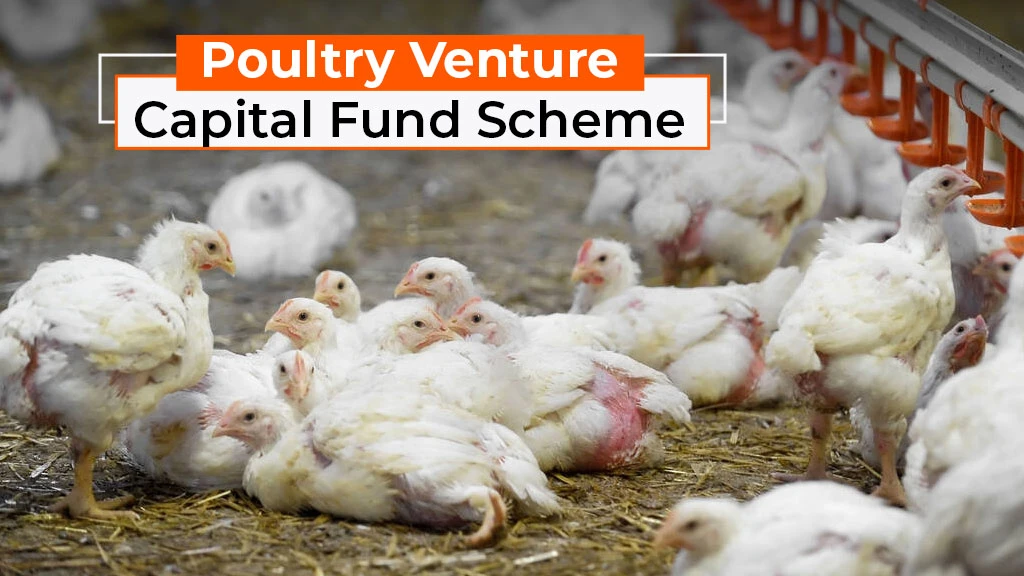 Poultry Venture Capital Fund Scheme: Poultry Subsidy, Eligibility, and How to Apply