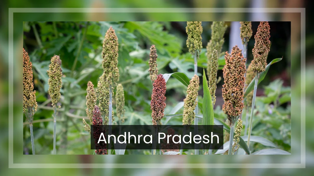 Top Ragi Producing States - Andhra Pradesh