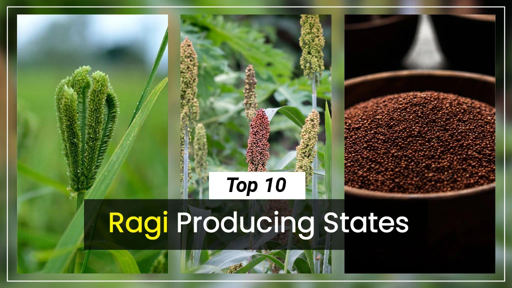Ragi Production in India: Top 10 Ragi Producing States in 2023