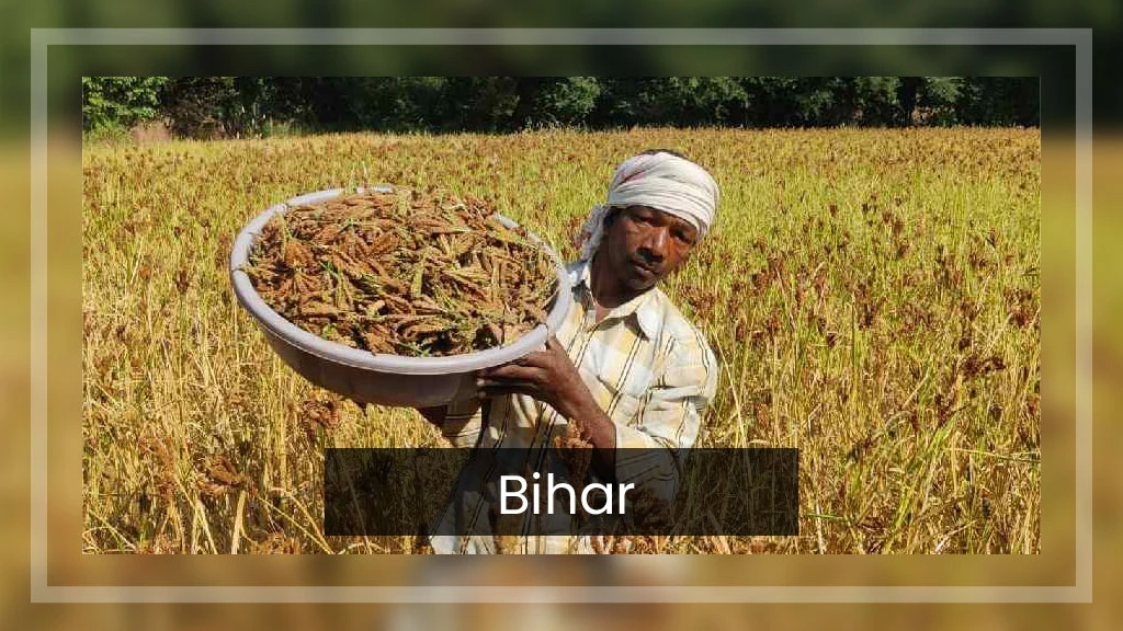 Top Ragi Producing States - Bihar