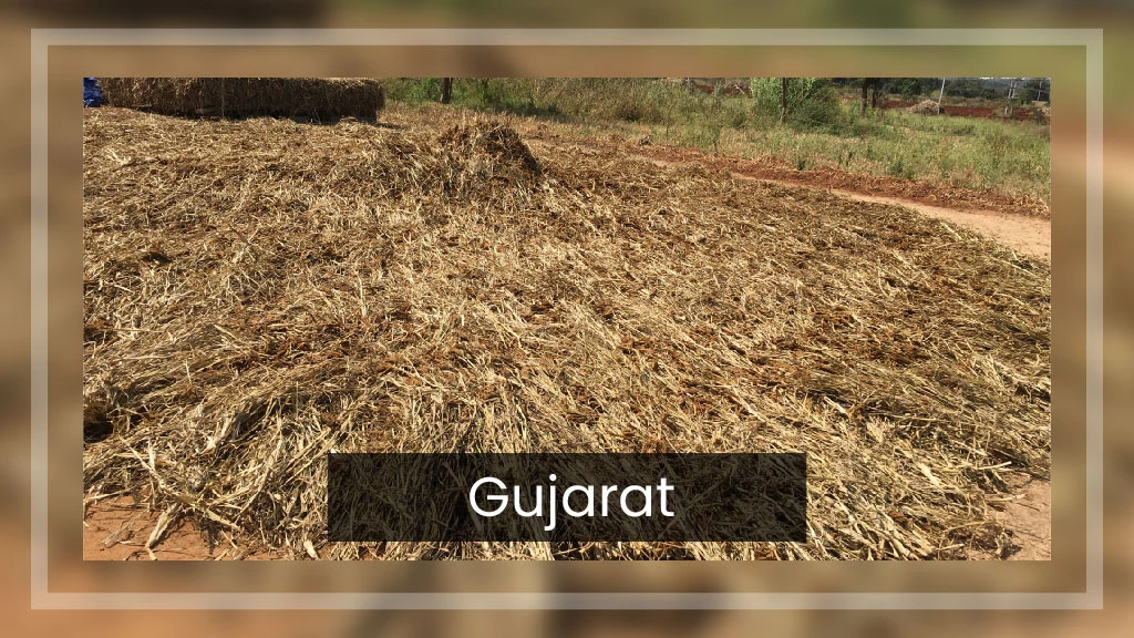 Top Ragi Producing States - Gujarat