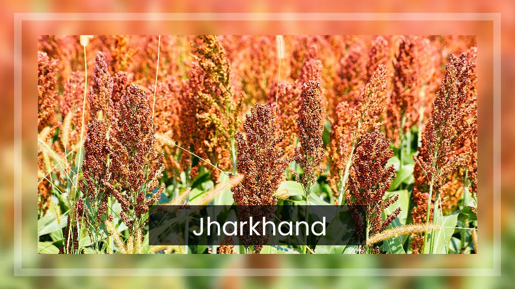 Top Ragi Producing States - Jharkhand