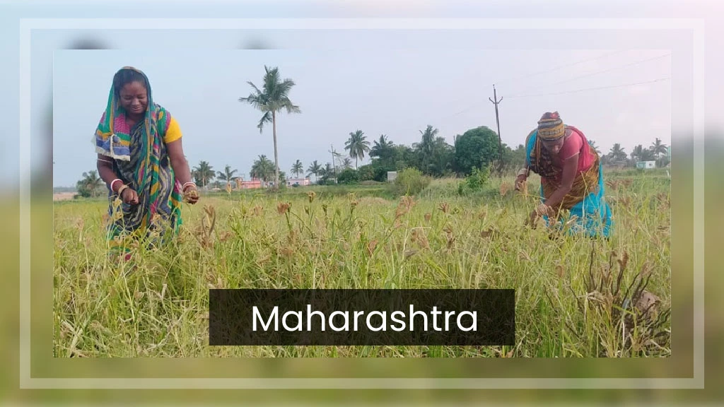 Top Ragi Producing States - Maharashtra