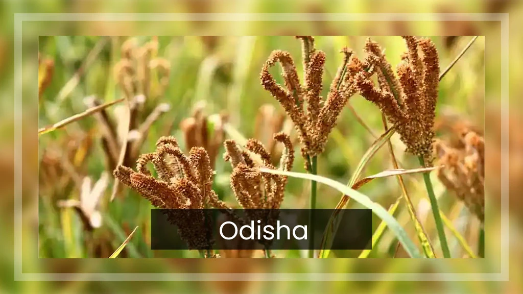 Top Ragi Producing States - Odisha