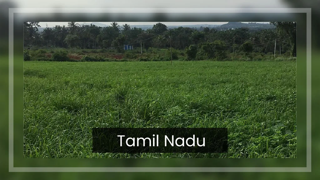 Top Ragi Producing States - Tamil Nadu