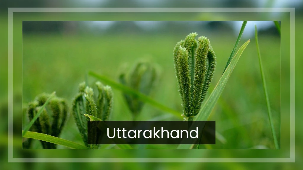 Top Ragi Producing States - Uttarakhand