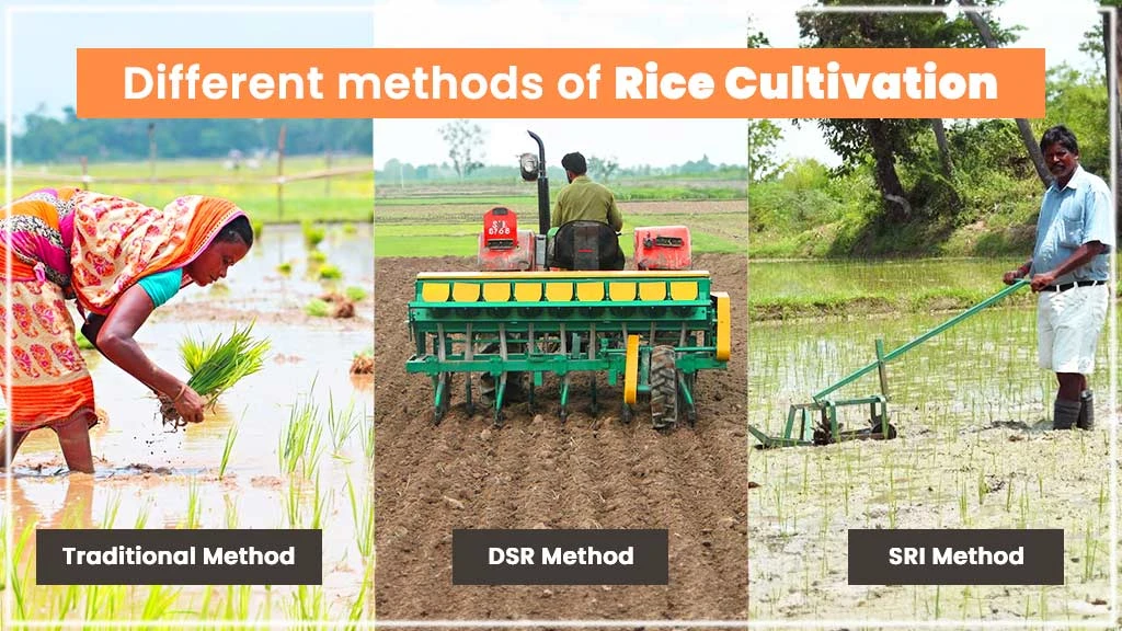 Different Sowing & Planting Methods in Rice Cultivation