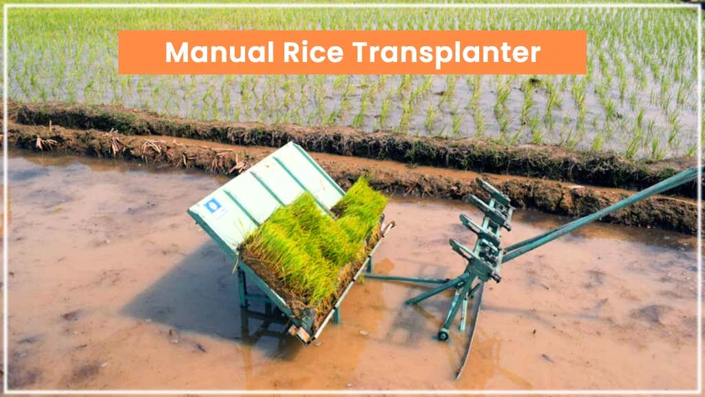 rice cultivation machine - manual rice transplanter