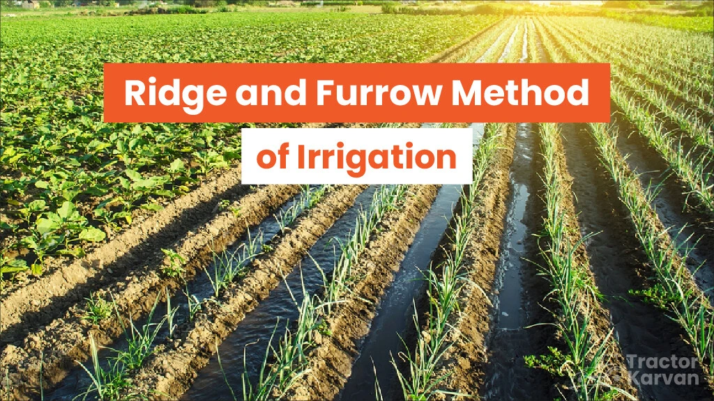 Ridge and Furrow Method of Irrigation: Advantages and Disadvantages