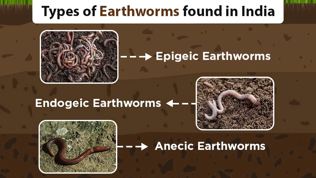 Role of Earthworms in Soil Fertility - Earthworm Types