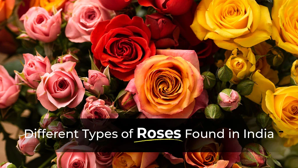 Different Types of Roses Found in India and Their Key Features