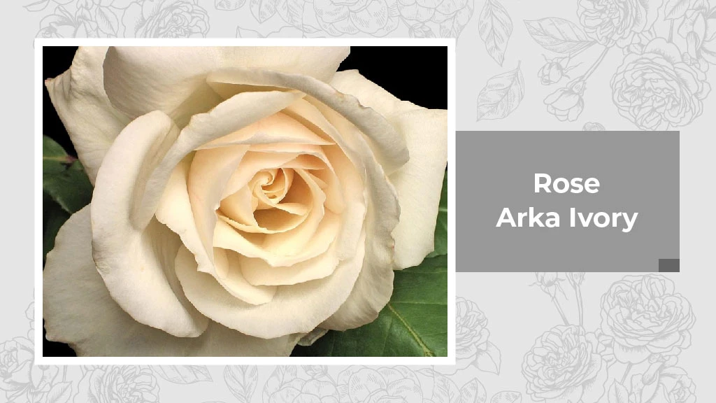 Indian Rose Variety - Arka Ivory