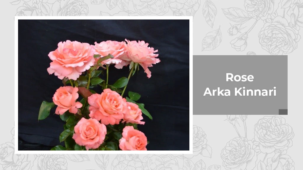 Indian Rose Variety - Arka Kinnari