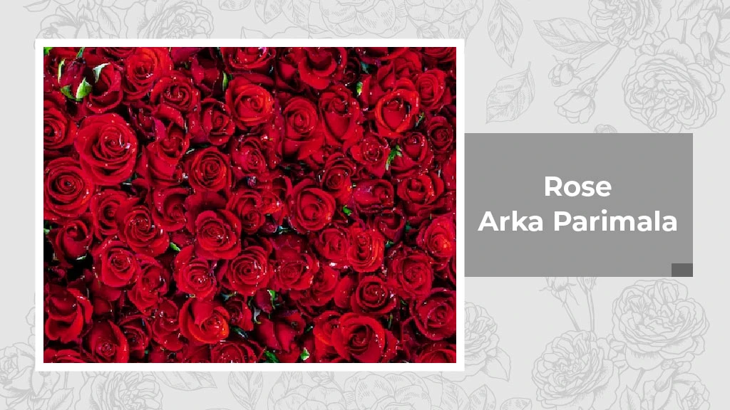 Indian Rose Variety - Arka Parimala