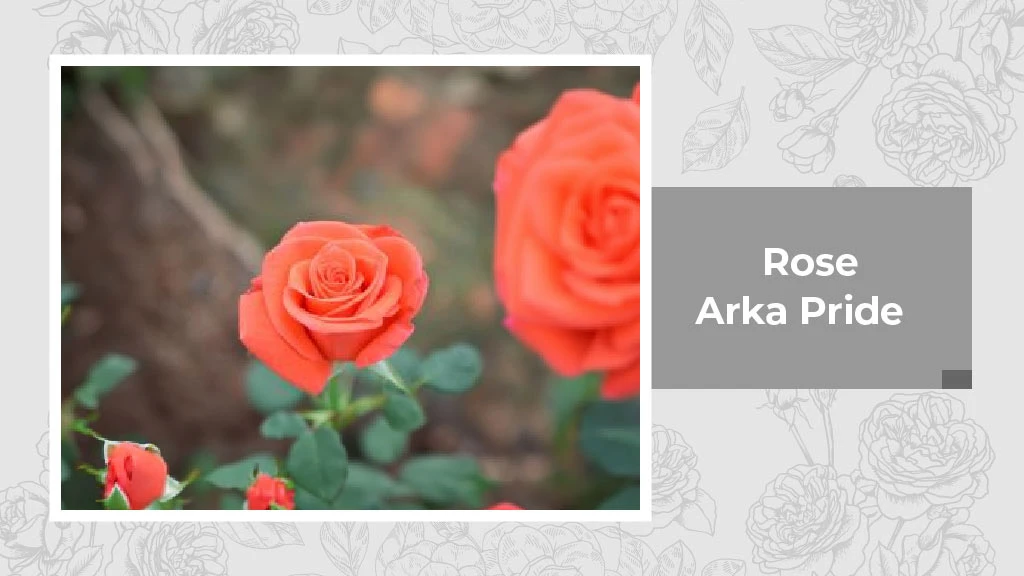 Indian Rose Variety - Arka Pride