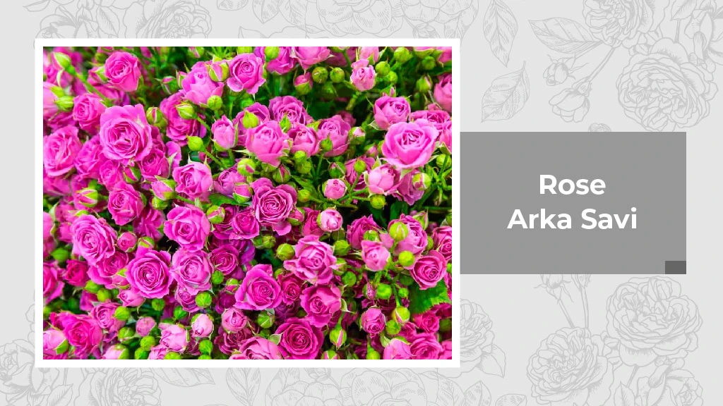 Indian Rose Variety - Arka Savi