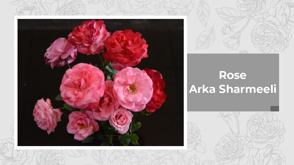 Indian Rose Variety - Arka Sharmeeli