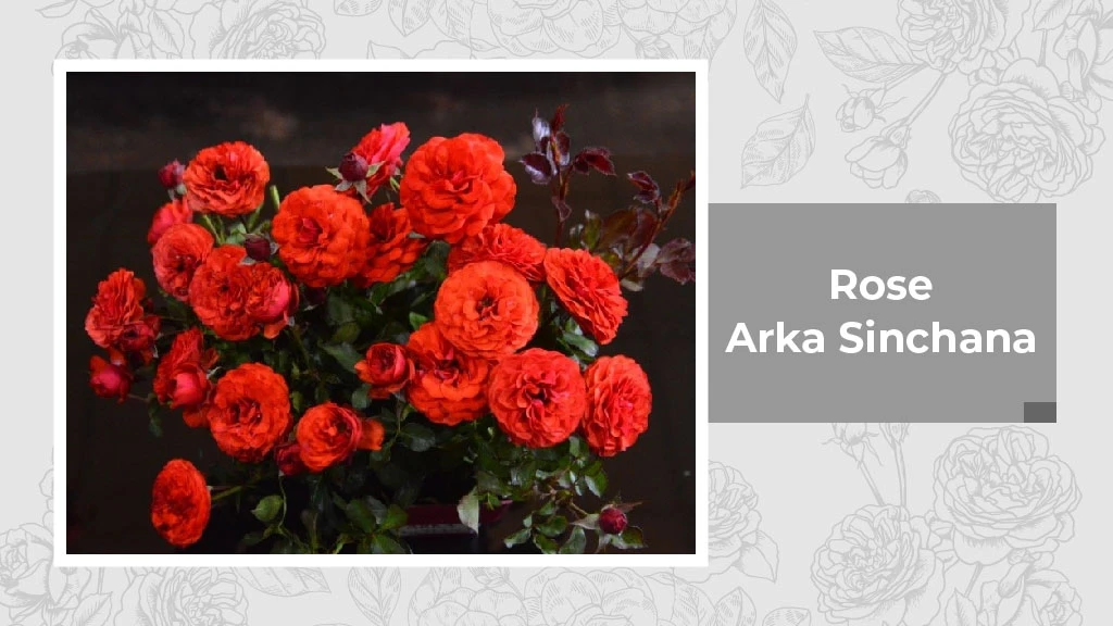 Indian Rose Variety - Arka Sinchana