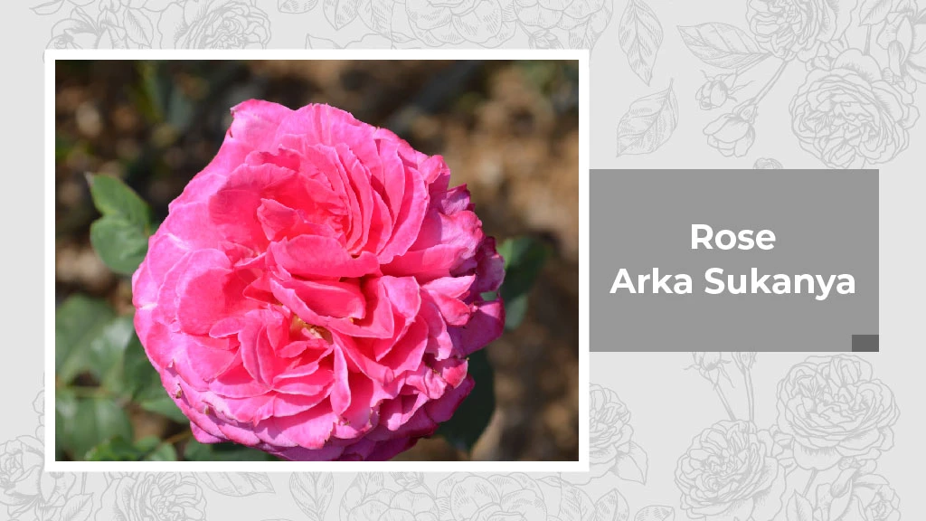 Indian Rose Variety - Arka Sukanya