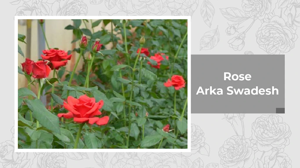 Indian Rose Variety - Arka Swadesh