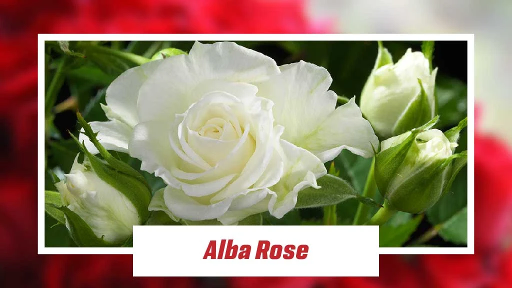Different Type of Roses - Alba Rose 