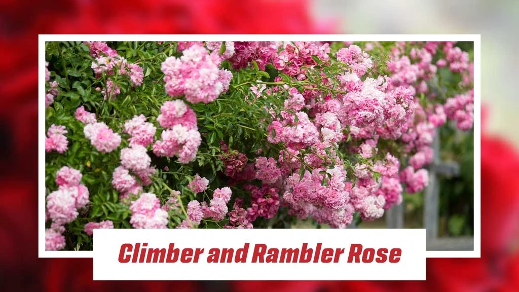 Different Type of Roses - Climber and Rambler Rose 