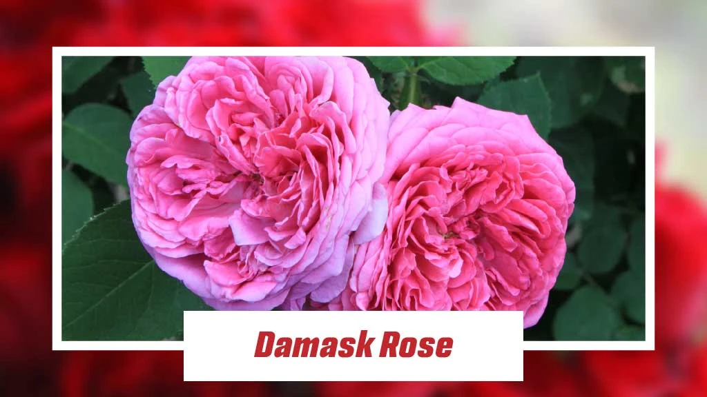 Different Type of Roses - Damask Rose 