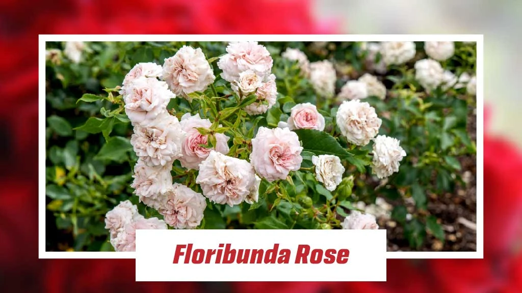 Different Type of Roses - Floribunda Rose 