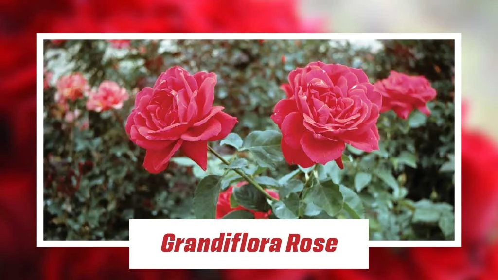 Different Type of Roses - Grandiflora Rose 