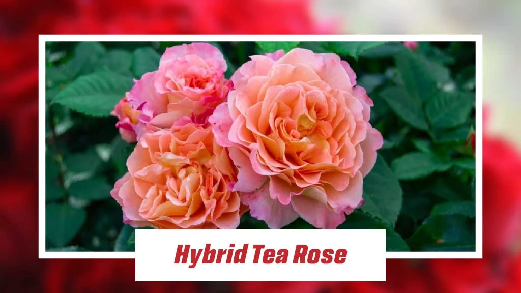 Different Type of Roses - Hybrid Tea Rose 