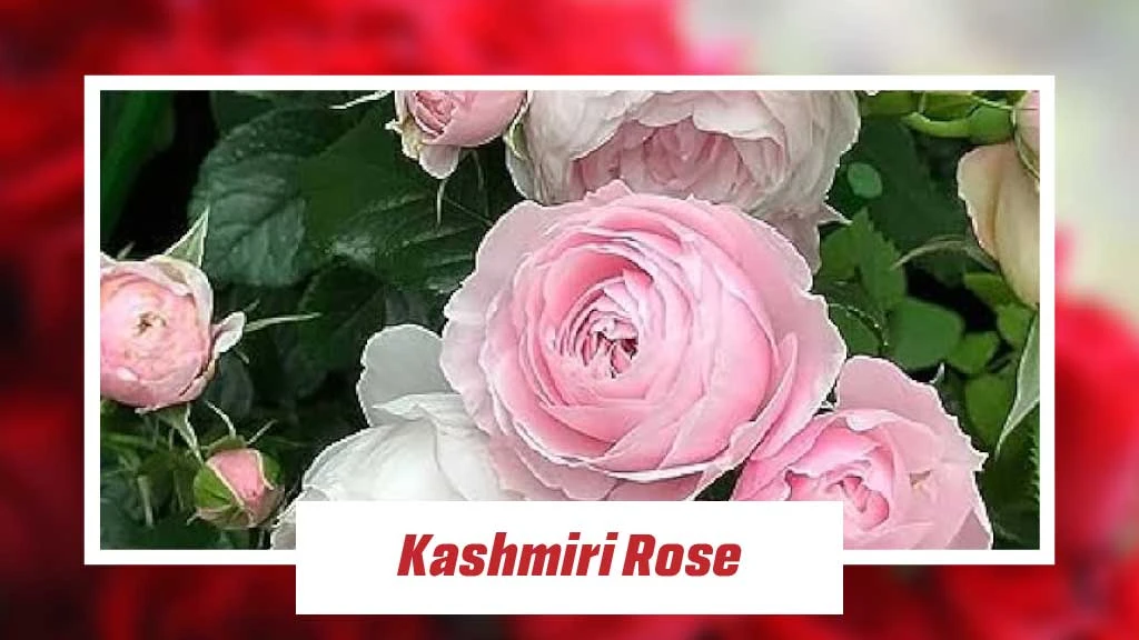 Different Type of Roses - Kashmiri Rose 