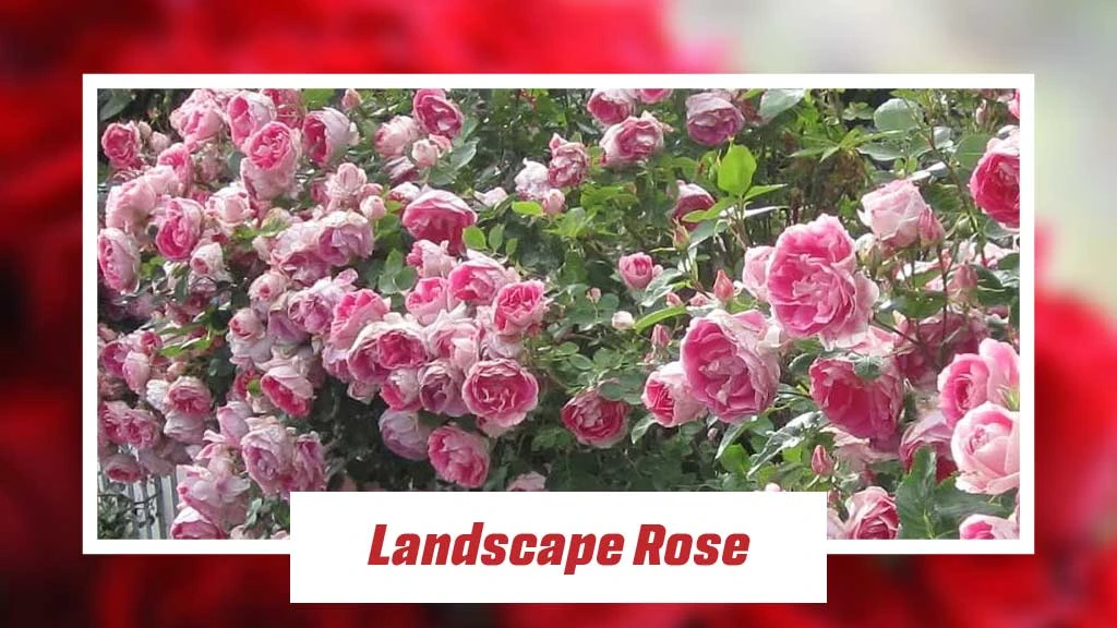 Different Type of Roses - Landscape Rose 