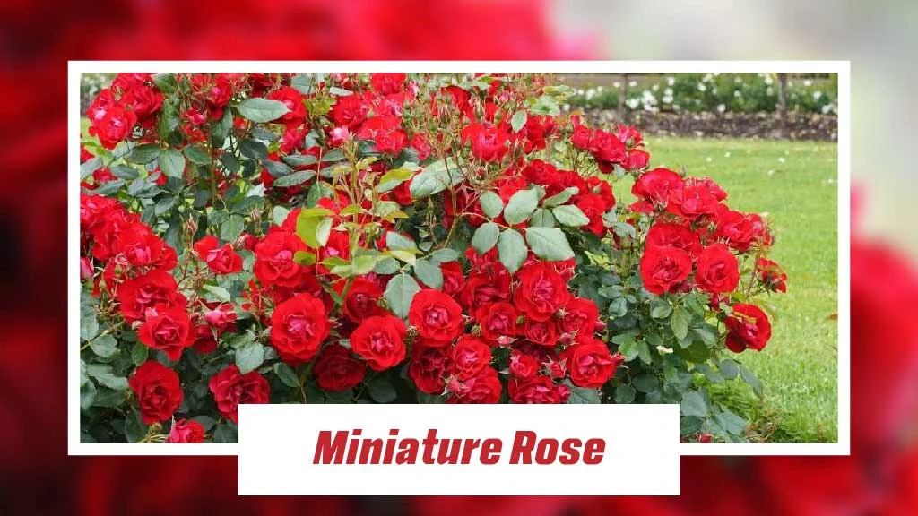 Different Type of Roses - Miniature Rose