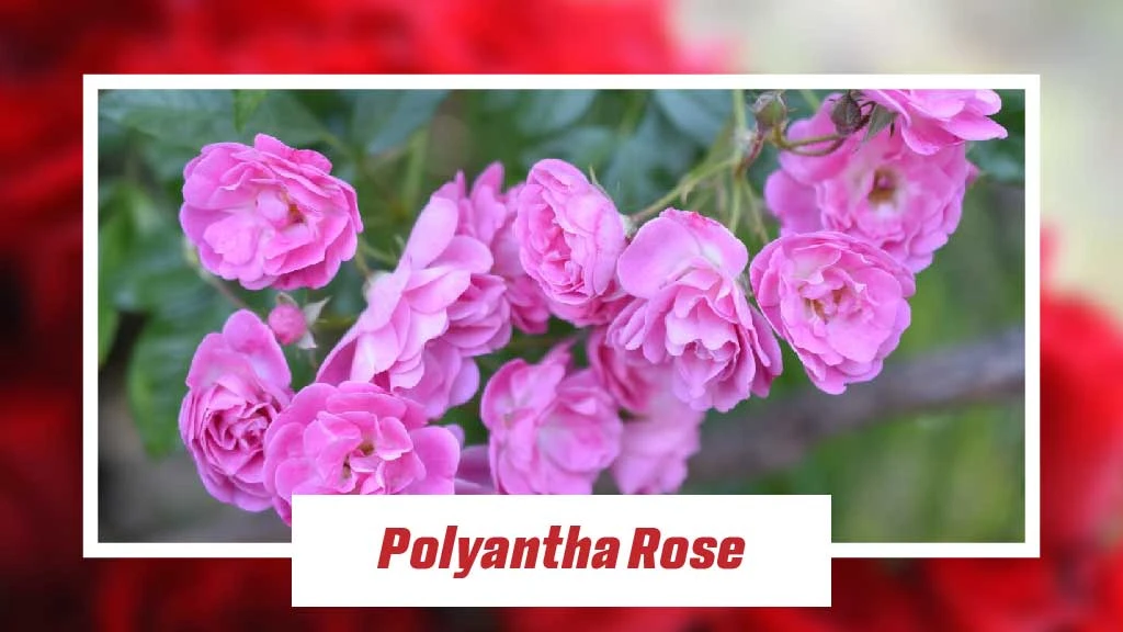 Different Type of Roses - Polyantha Rose 