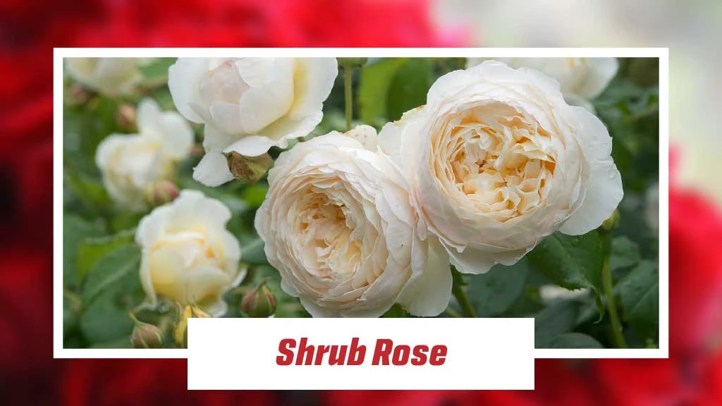 Different Type of Roses - Shrub Rose 
