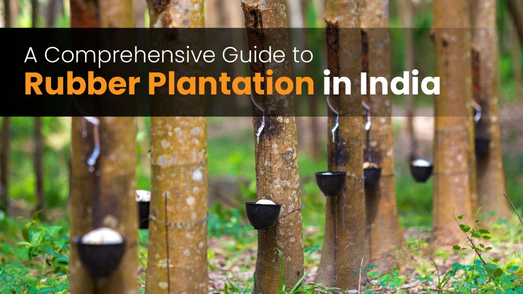 A Comprehensive Guide to Rubber Plantation in India
