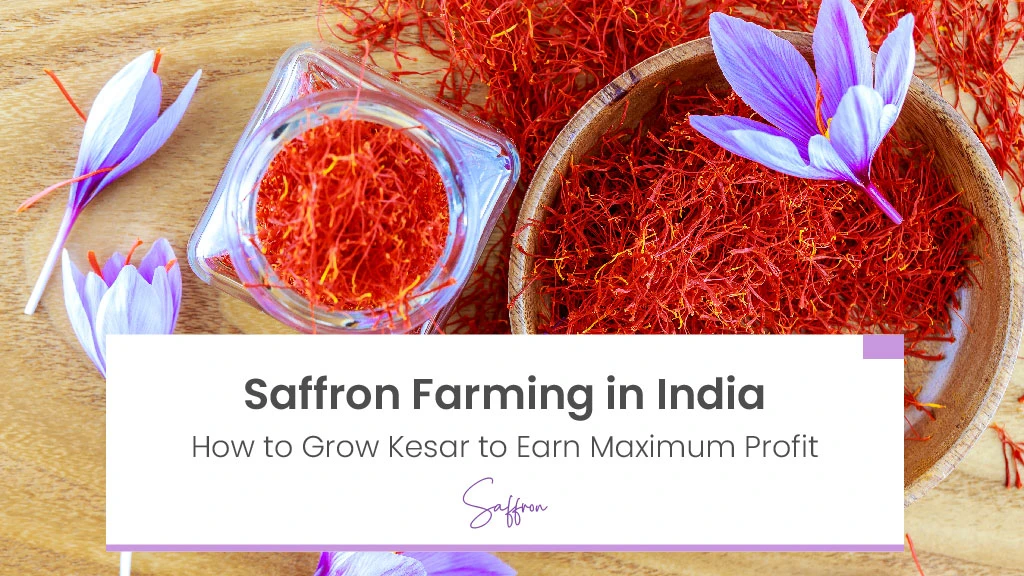 Saffron Farming in India: How to Grow Kesar to Earn Maximum Profit