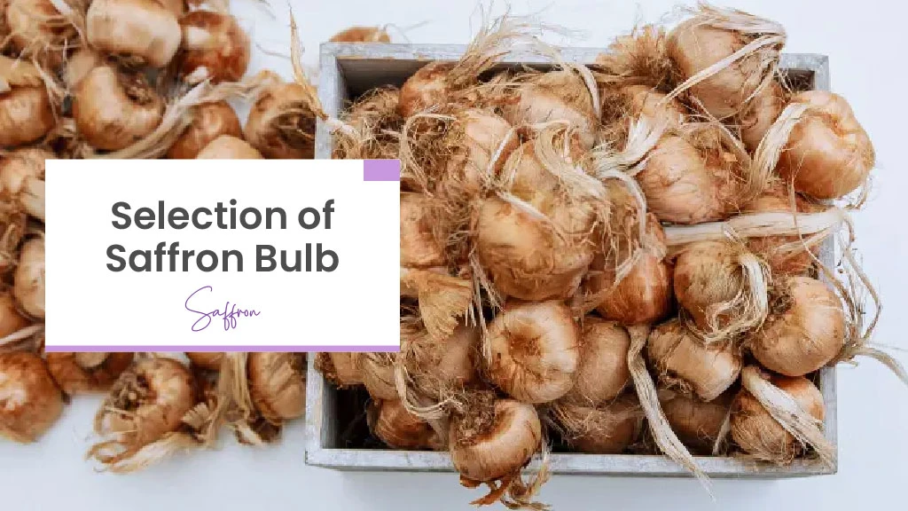 A Comprehensive Guide on How to Grow Kesar