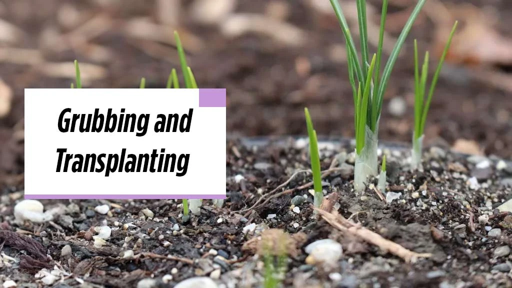 Saffron Cultivation - Grubbing and Transplanting