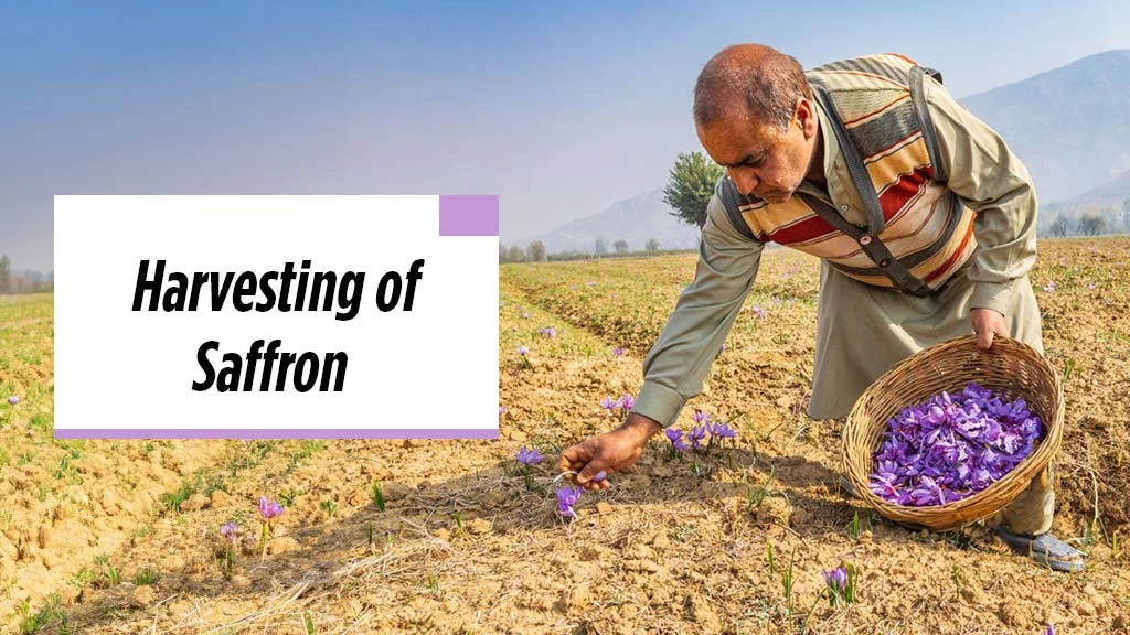 Saffron Cultivation - Harvesting of Saffron