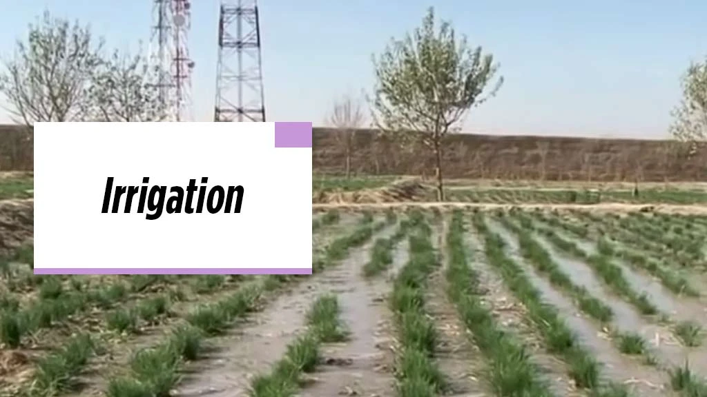 Saffron Cultivation - Irrigation