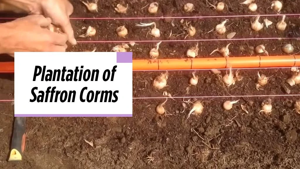 Saffron Cultivation - Plantation of Saffron Corms