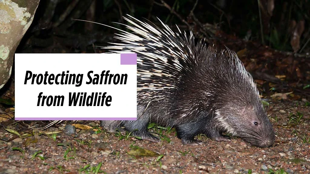 Saffron Cultivation - Protecting Saffron from Wildlife