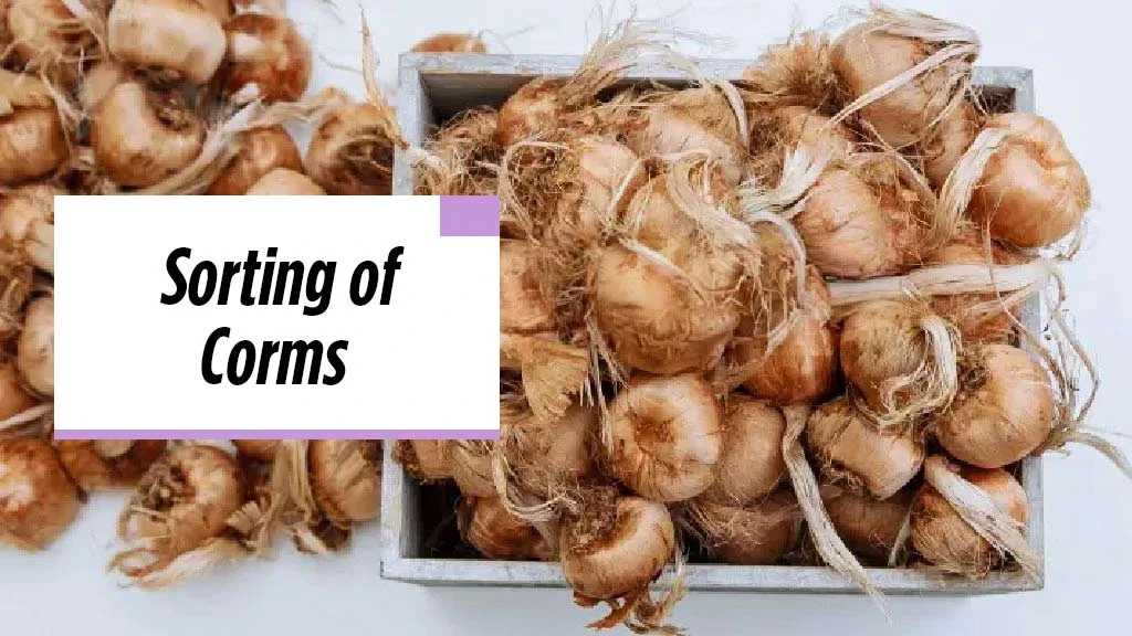 Saffron Cultivation - Sorting of Corms